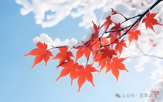 二十四节气｜霜降